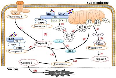 Regulation of Apoptosis by <mark class="highlighted">Enteroviruses</mark>